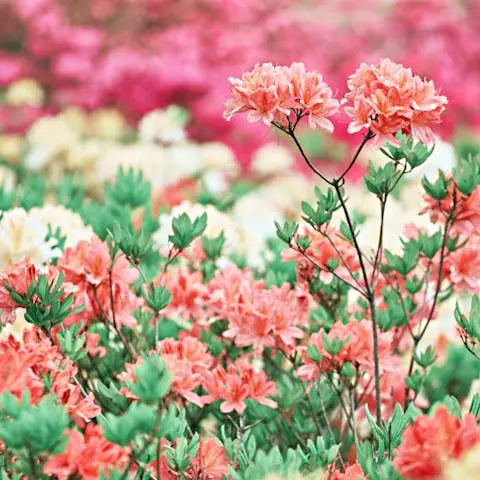 Enjoy the Beautiful Rhododendron Flower in Your Home’s Garden - Flora ...