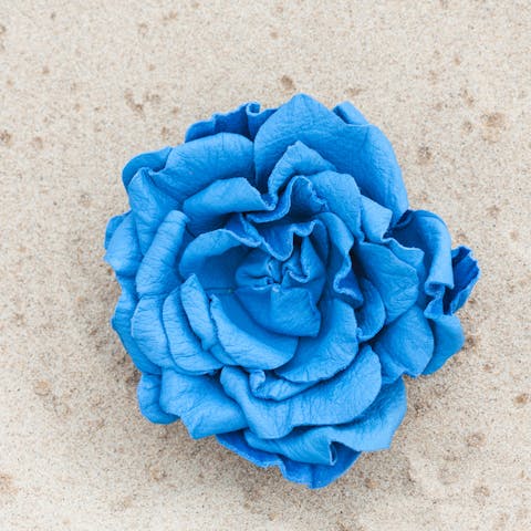 Clematis Flower: The Queen Every Garden Needs - Flora Queen