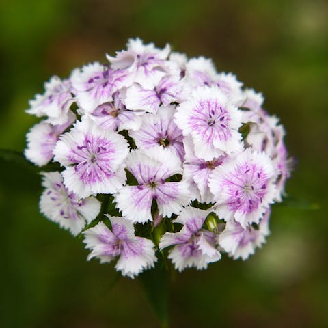 Sweet William Flower: a Royal Touch for Your Garden - Flora Queen