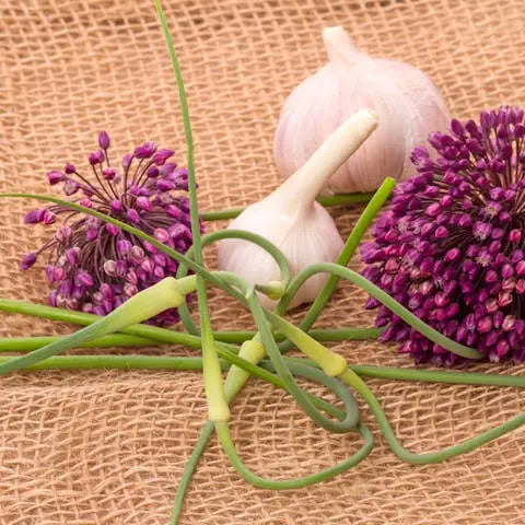 Garlic Flowers Information & Facts: Both Delicious & Beautiful - Flora   Flora Queen