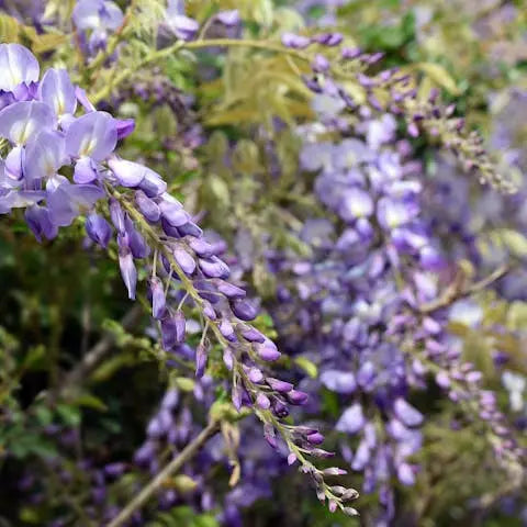 The Wisteria Flower: Nature's Beautiful Gift - Flora Queen