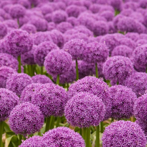 Allium Flower is a Must on Your List for Your Next Garden - Flora Queen