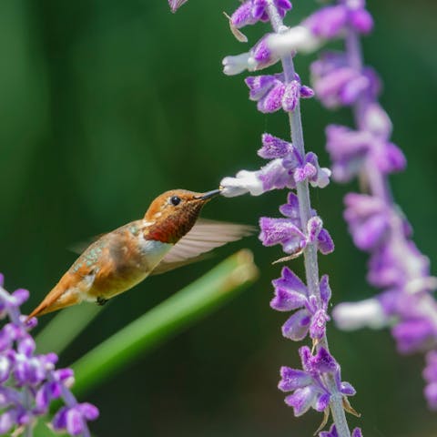 Plants and Flowers to Attract Hummingbirds - Flora Queen