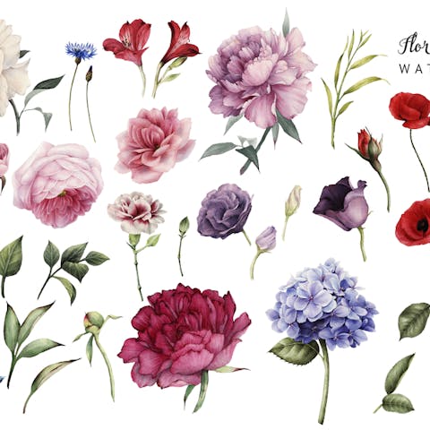 Bring Nature’s Beauty to Life with Watercolor Flowers - Flora Queen