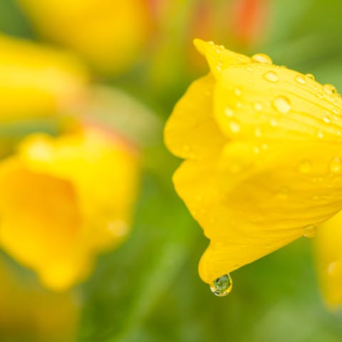 Primrose Flower - Flora Queen