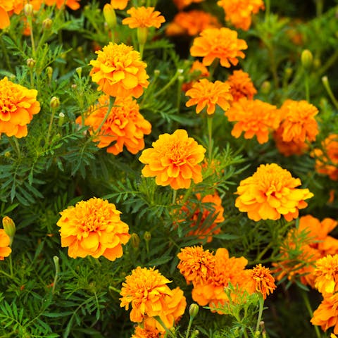Marigold Flower – The Complete Guide - Flora Queen