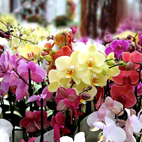 How Colored Orchids Are Made - Flora Queen