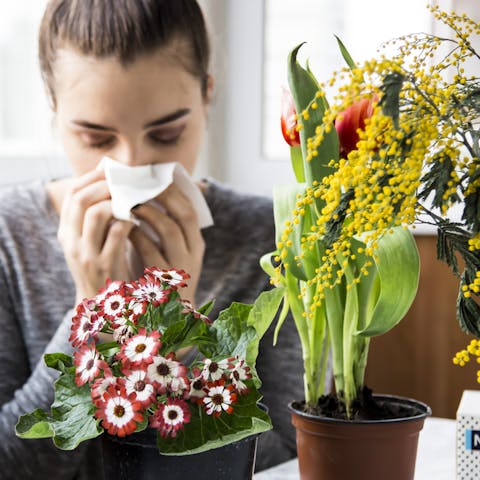The Best Flowers for Allergy Sufferers - Flora Queen
