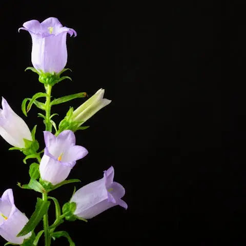 Bell Flower - Flora Queen
