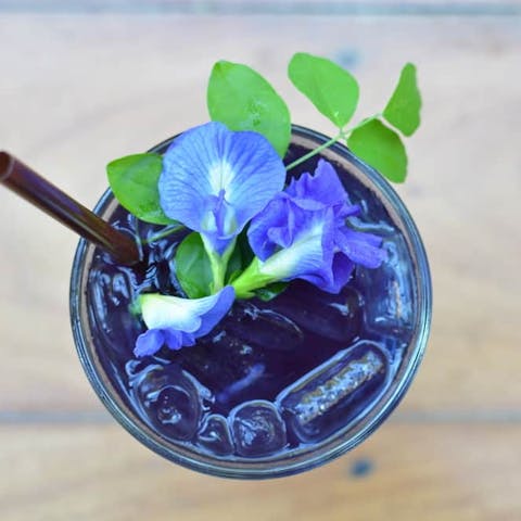 Butterfly Pea Flower - Flora Queen