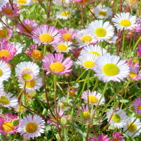 When Do Daisies Bloom? - Flora Queen