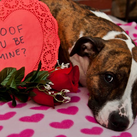 Funny Valentine’s Day Quotes - Flora Queen