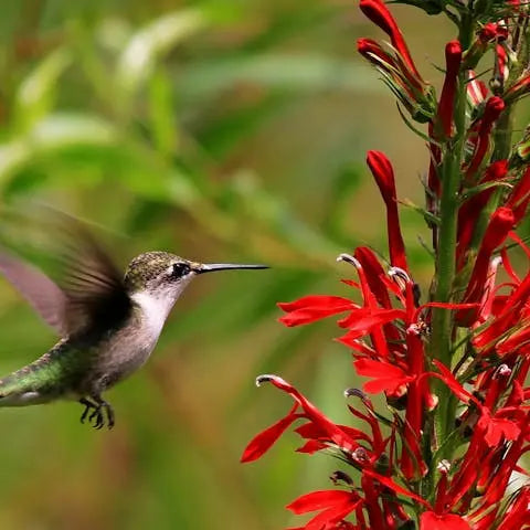 The Cardinal Flower – The Complete Guide - Flora Queen
