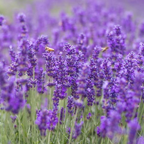 The Violet Flower: Natures Delicacy - Flora Queen