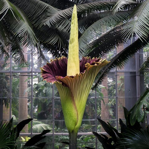 Get to Know the Corpse Flower - Flora Queen