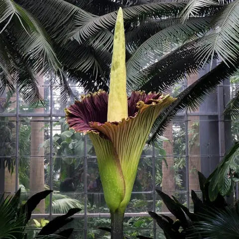 thumbnail image 2 of A Titan Arum Also Known As The Corpse Flower In A Rare Flowering In January 2023 In Adelaide Botanic Gardens In Australia 2m7hx0c 2 of 13