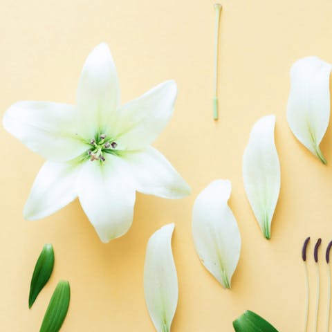 How To Identify The Main Parts Of A Flower - Flora Queen