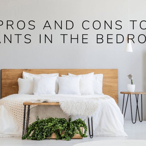 Pros and Cons to Plants In The Bedroom - Flora Queen