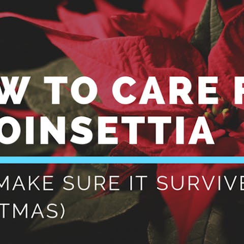 Poinsettia Care – How to Care For A Poinsettia - Flora Queen