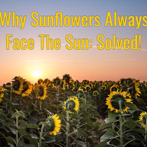 Why Sunflowers Always Face The Sun: Solved! - Flora Queen