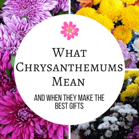 What Chrysanthemums Mean And When They Make The Best Gifts - Flora Queen