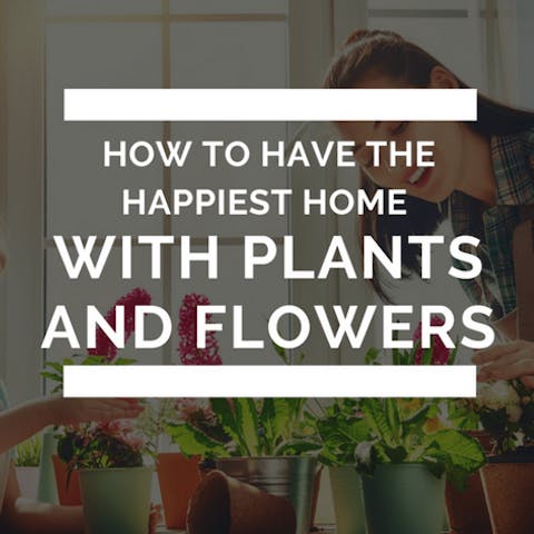 How To Have The Happiest Home With Plants and Flowers - Flora Queen