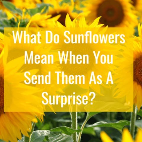 Sunflowers Meaning – What Do Sunflowers Mean When You Send Them As A Surprise? - Flora Queen
