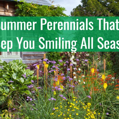 15 Summer Perennials That Will Keep You Smiling All Season - Flora Queen