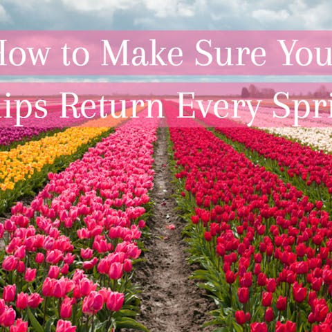 How to Make Sure Your Tulips Return Every Spring - Flora Queen