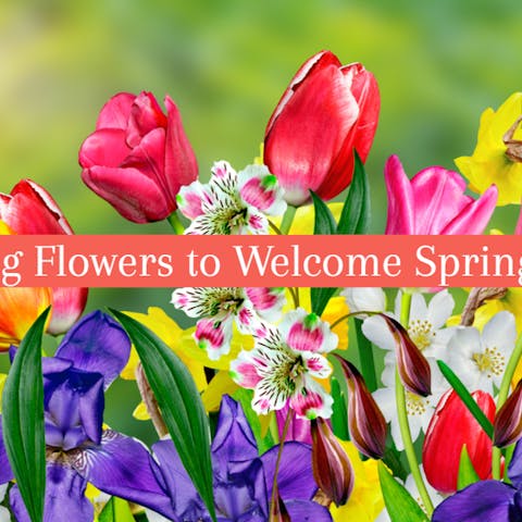 5 Amazing Flowers to Welcome Spring in Style - Flora Queen