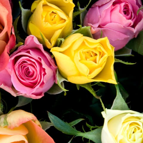 The Colours of Roses and What they Mean - Flora Queen