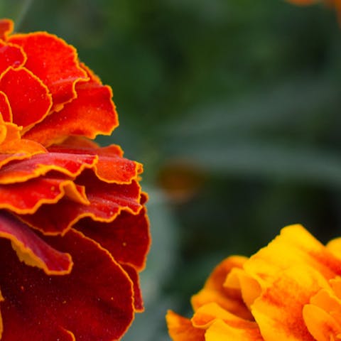 The Magic of Marigolds - Flora Queen