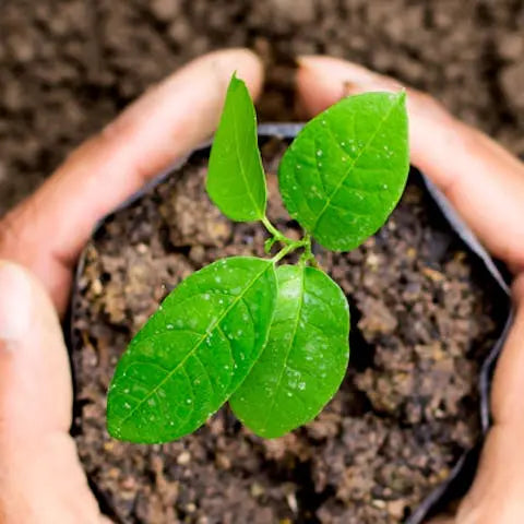 7-medicinal-plants-that-you-can-grow-at-home Flora Queen