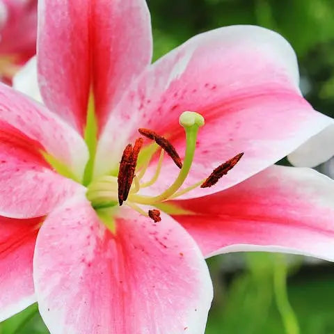 The-Complete-Guide-to-Pink-Lilies-From-Growing-to-Gifting Flora Queen