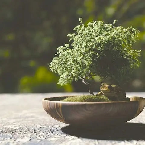 How to grow a bonsai tree - Flora Queen