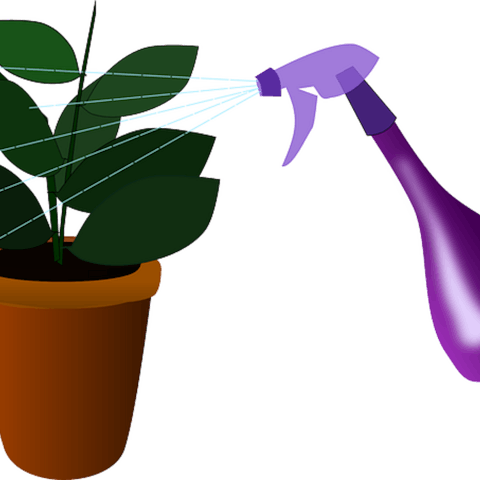 Some-plant-care-mistakes-to-avoid Flora Queen