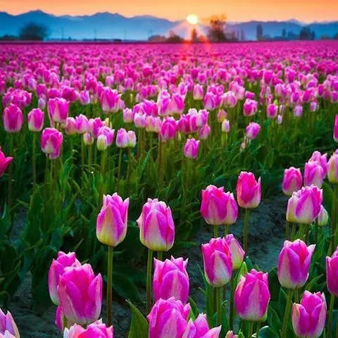 Flowers of the World: Europe - Flora Queen