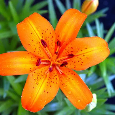 National-flower-of-Germany-Flowers-in-Germany Flora Queen