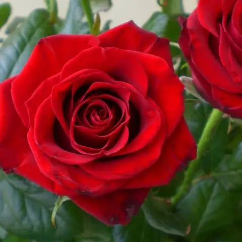 Birth-Month-Flowers-For-June Flora Queen