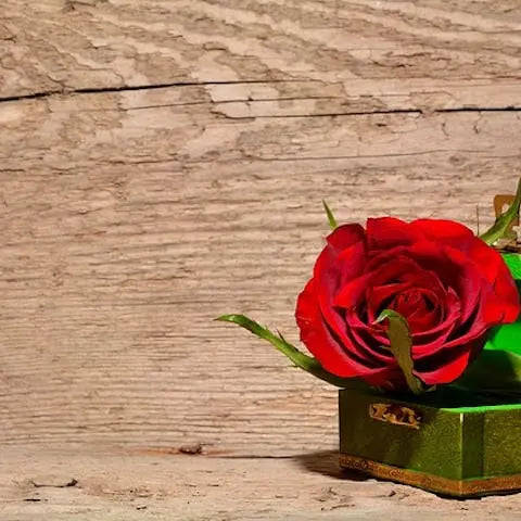 Christmas-Paper-Rose Flora Queen