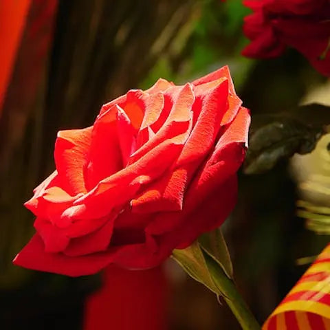 Books-roses-knights-and-dragons Flora Queen