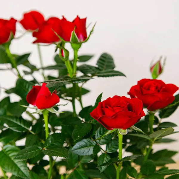 Sweet Valentine Flora Queen Flora Queen