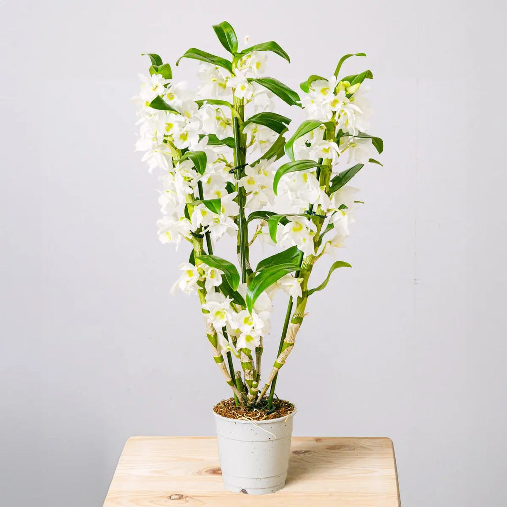 Tropical Bells Flora Queen