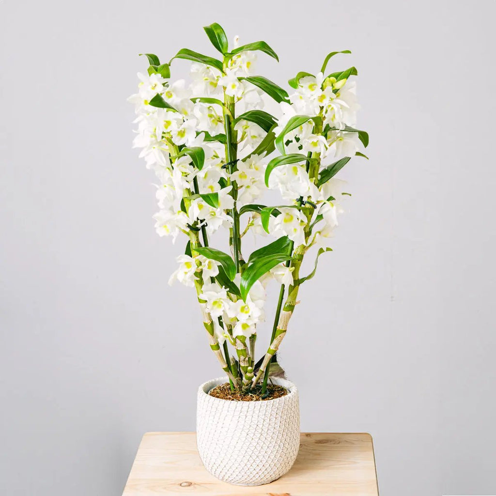 Tropical Bells Flora Queen