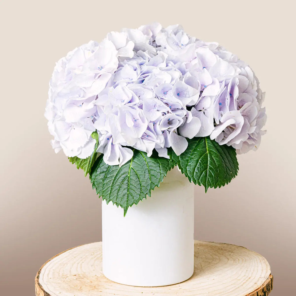 Little Sapphire Flora Queen Flora Queen