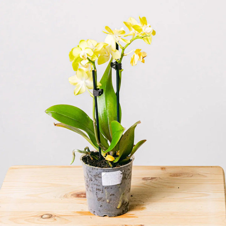 Yellow Rising Flora Queen