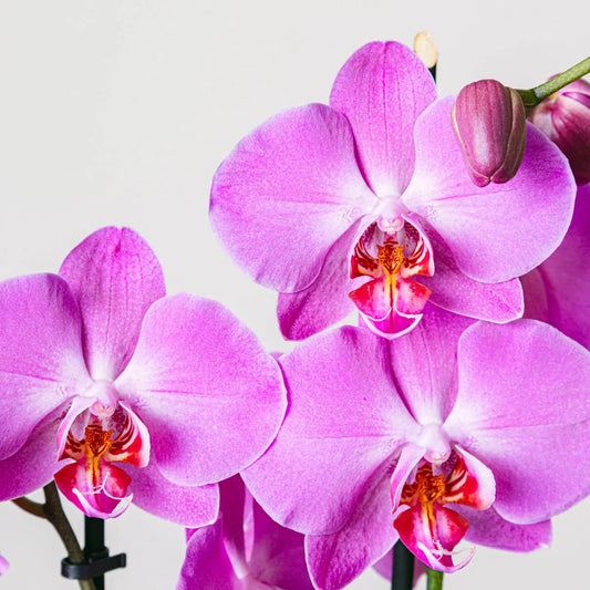Purple Gospel Flora Queen
