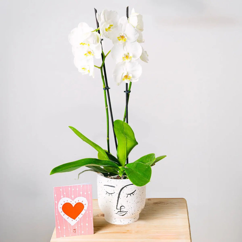 Snowflakes Dance Flora Queen