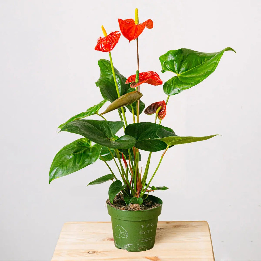 True Affection Flora Queen