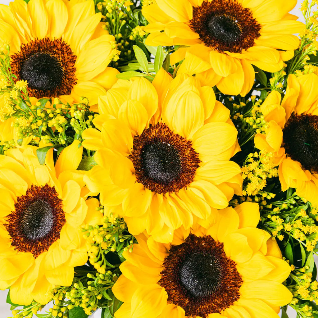 Golden Melody Flora Queen Flora Queen